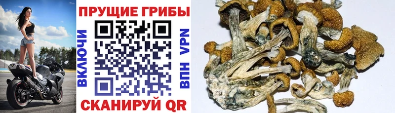 Псилоцибиновые грибы прущие грибы где продают наркотики Саки
